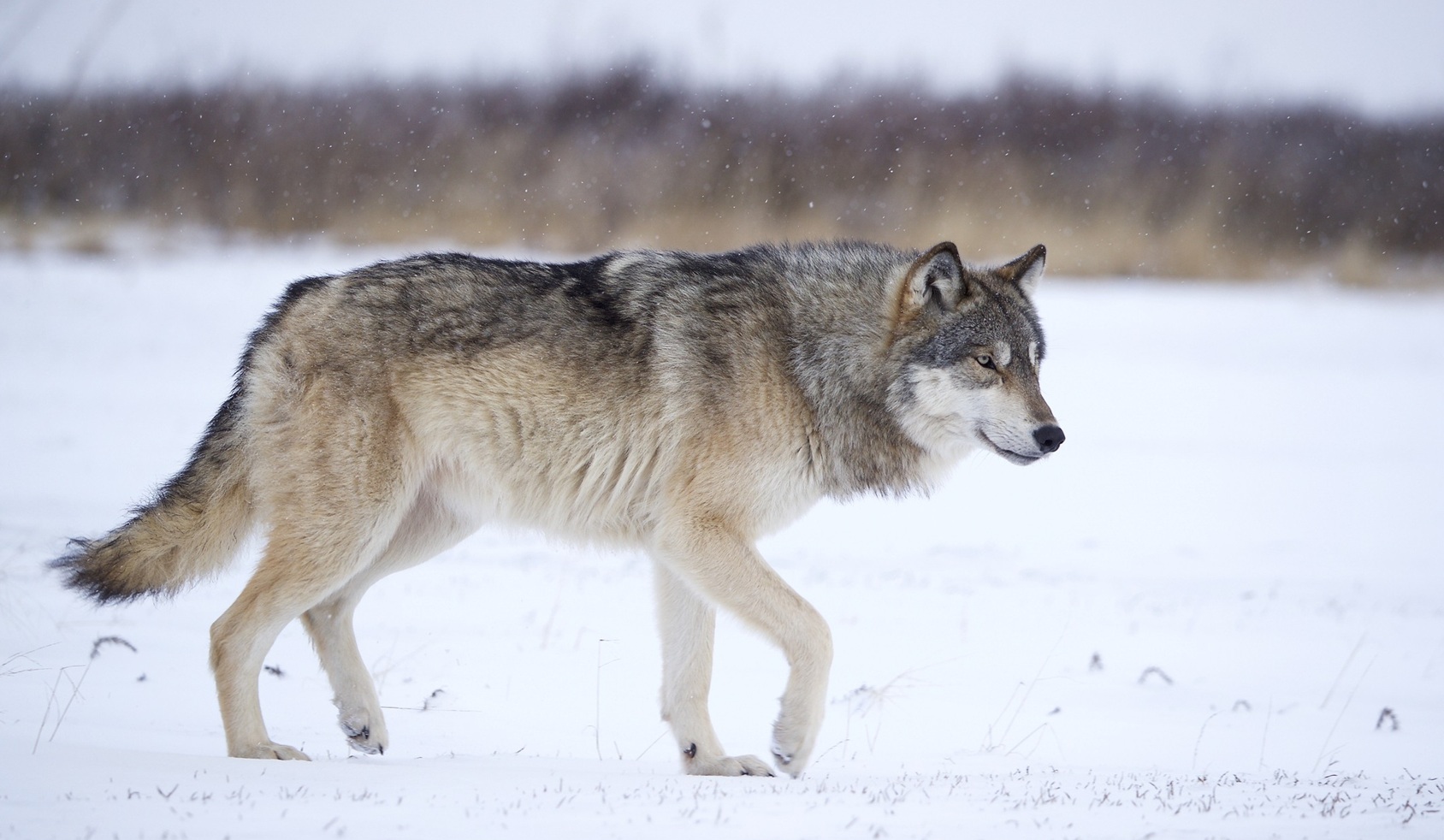 Resurrection of the Dire Wolf